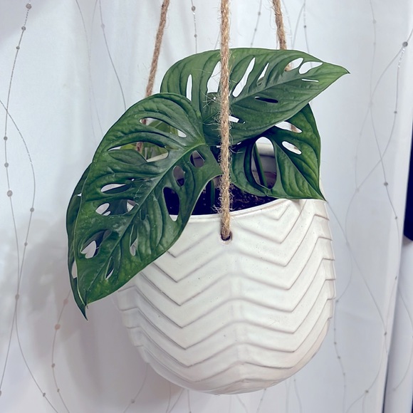 🪴Propagated rooted trimmings - Monstera Adansonii, Swiss cheese plant - Picture 2 of 10